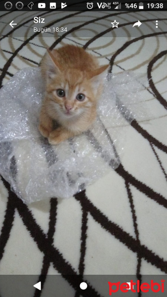 Sarman, Kedi  Tarçın fotoğrafı
