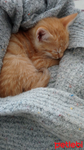 Sarman, Kedi  Tarçın fotoğrafı