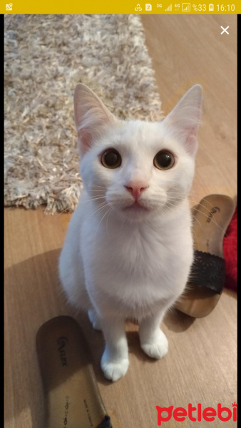 Van Kedisi, Kedi  Casper fotoğrafı