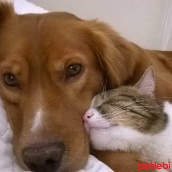 İngiliz Setter, Köpek  Tango fotoğrafı