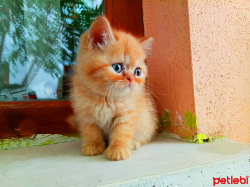 Chinchilla, Kedi  köpük fotoğrafı