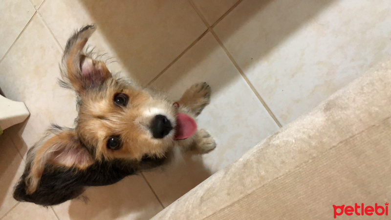 Yorkshire Terrier, Köpek  behlül fotoğrafı
