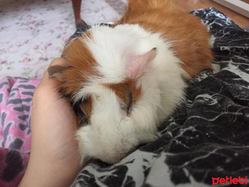 Guinea Pig, Kemirgen  Ruby fotoğrafı