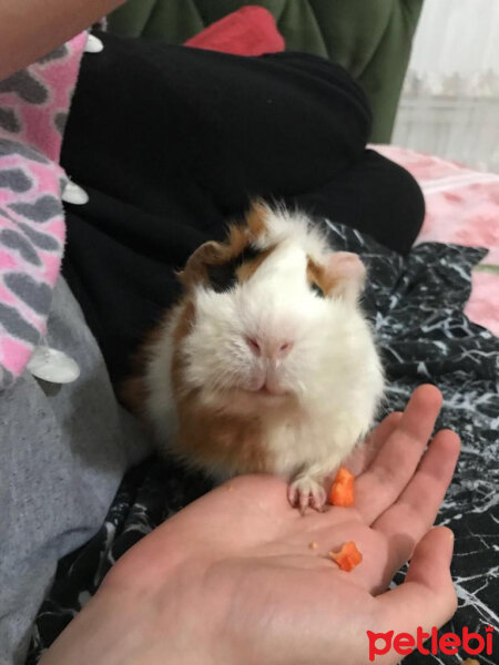 Guinea Pig, Kemirgen  Ruby fotoğrafı