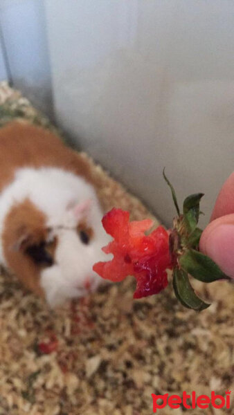 Guinea Pig, Kemirgen  Ruby fotoğrafı