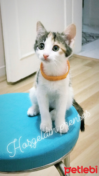 Tekir Kedi, Kedi  Prenses fotoğrafı