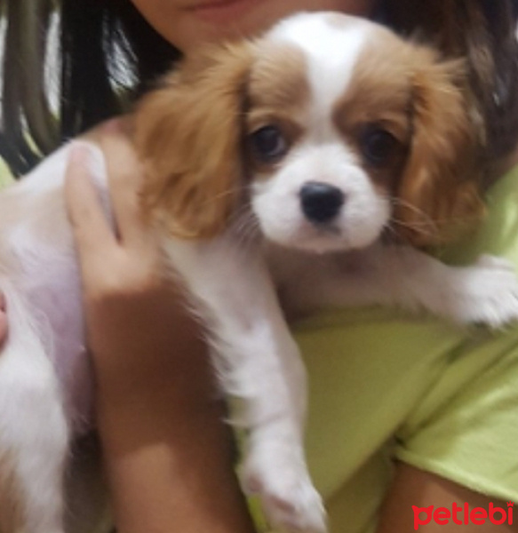 Cavalier King Charles Spanieli, Köpek  Maya fotoğrafı
