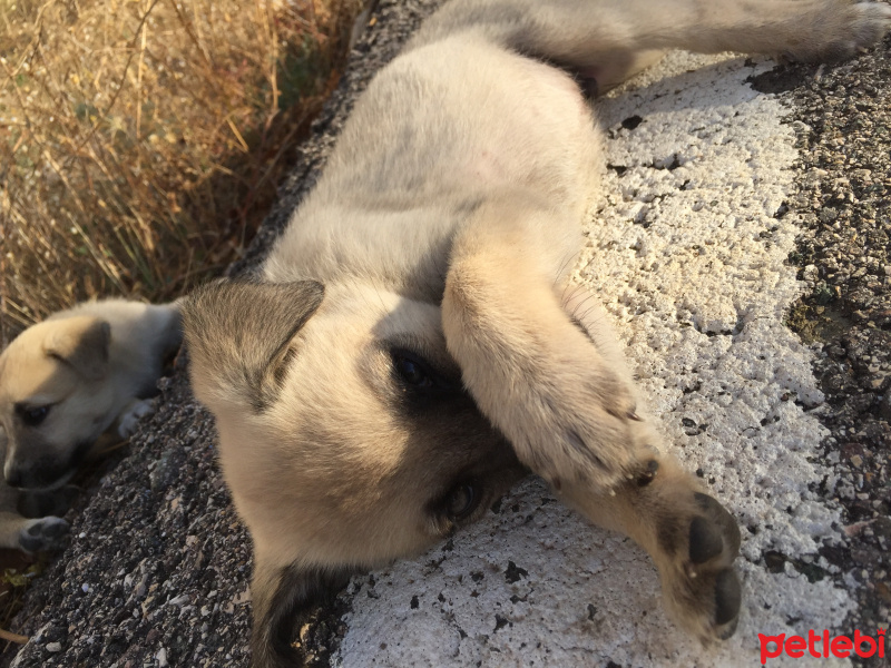 Kangal, Köpek  Paşa fotoğrafı