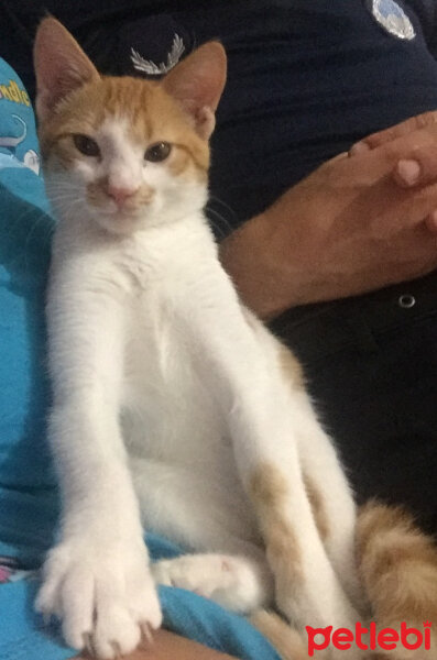 Tekir Kedi, Kedi  Şanslı fotoğrafı