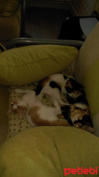 Tekir Kedi, Kedi  Bal-şeker-simra fotoğrafı