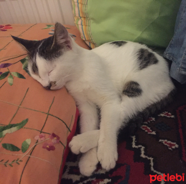 Tekir Kedi, Kedi  Kömür fotoğrafı