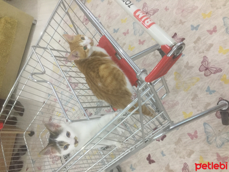 Tekir Kedi, Kedi  Kömür fotoğrafı