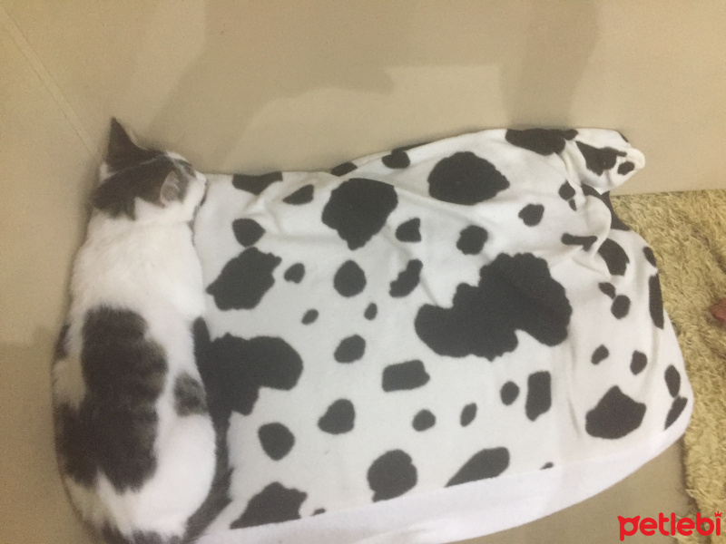 Tekir Kedi, Kedi  Kömür fotoğrafı