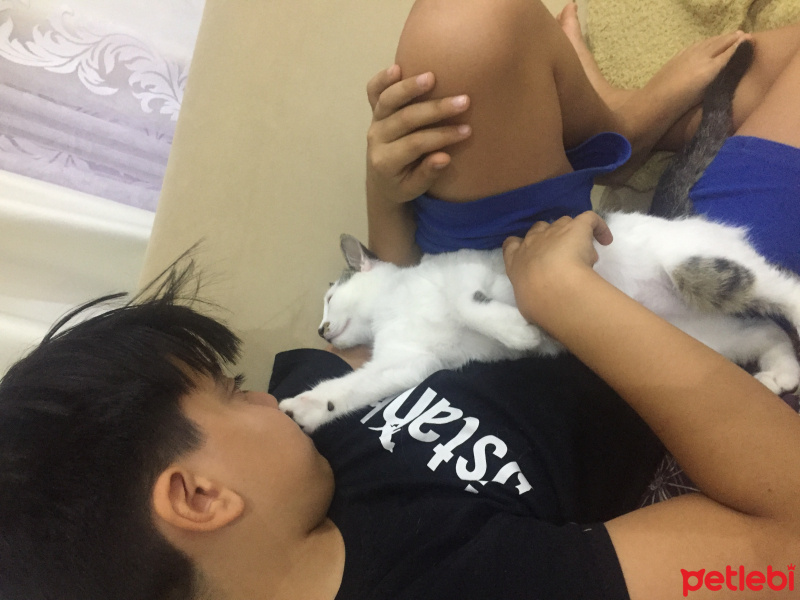 Tekir Kedi, Kedi  Kömür fotoğrafı