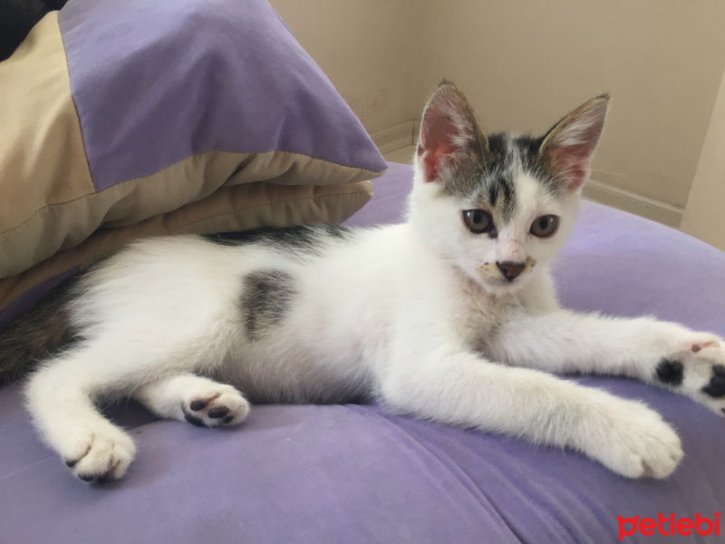 Tekir Kedi, Kedi  Kömür fotoğrafı
