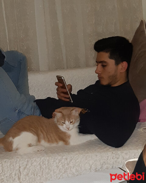 Tekir Kedi, Kedi  Sushi fotoğrafı