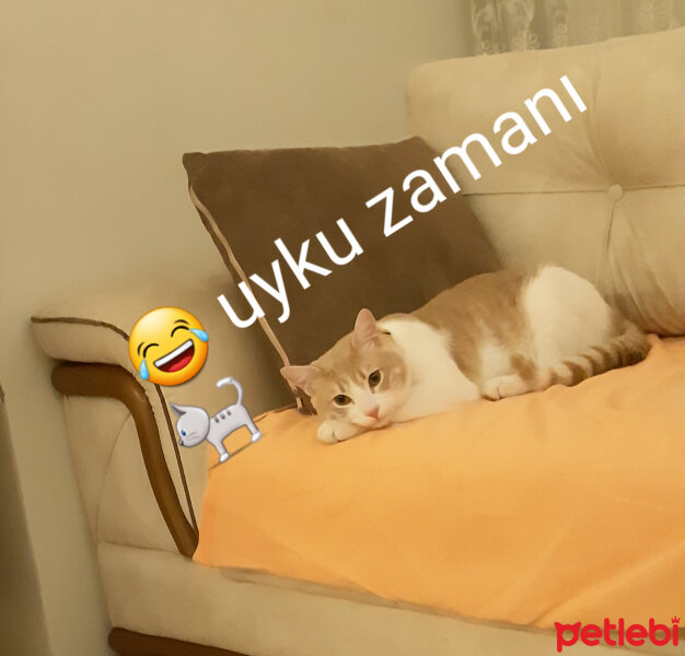 Tekir Kedi, Kedi  Sushi fotoğrafı