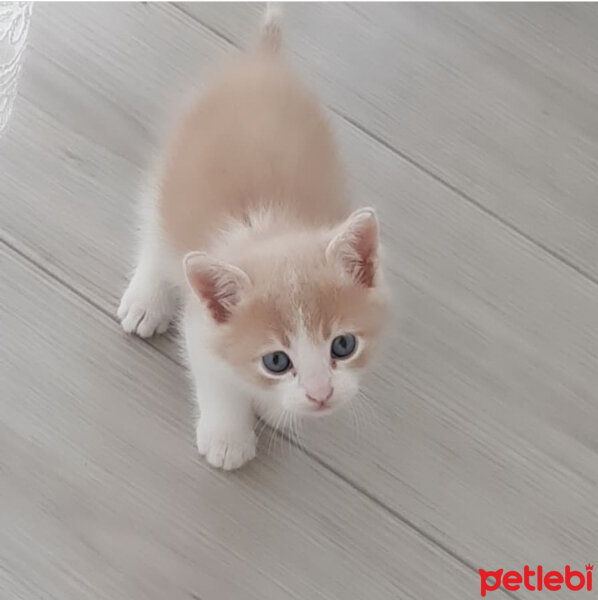 Tekir Kedi, Kedi  Sushi fotoğrafı