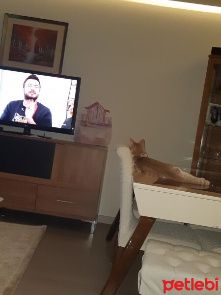 Tekir Kedi, Kedi  Sushi fotoğrafı