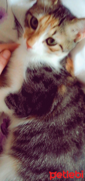 Tekir Kedi, Kedi  Sürmeli fotoğrafı