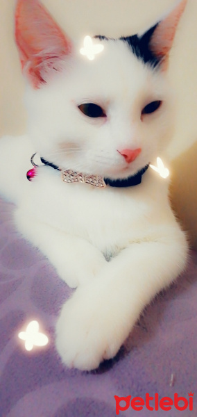 Tekir Kedi, Kedi  Sürmeli fotoğrafı