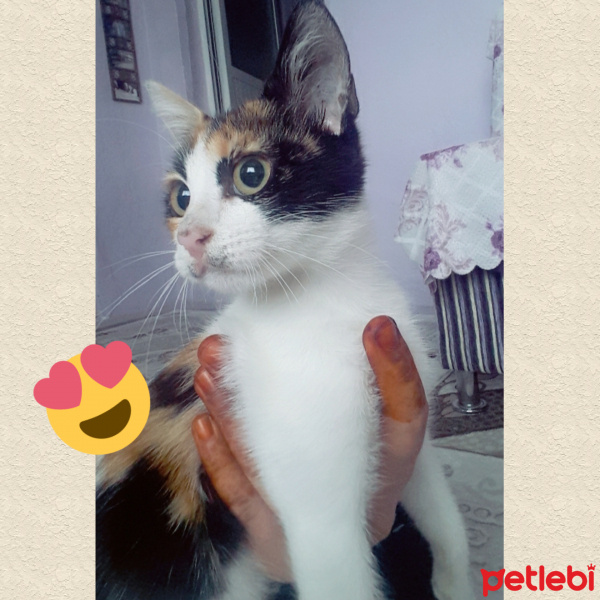 American Wirehair, Kedi  Fasulye fotoğrafı