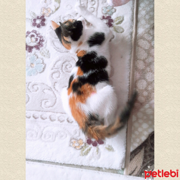 American Wirehair, Kedi  Fasulye fotoğrafı