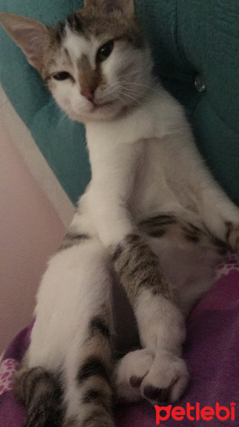 Manx, Kedi  Şanslı fotoğrafı