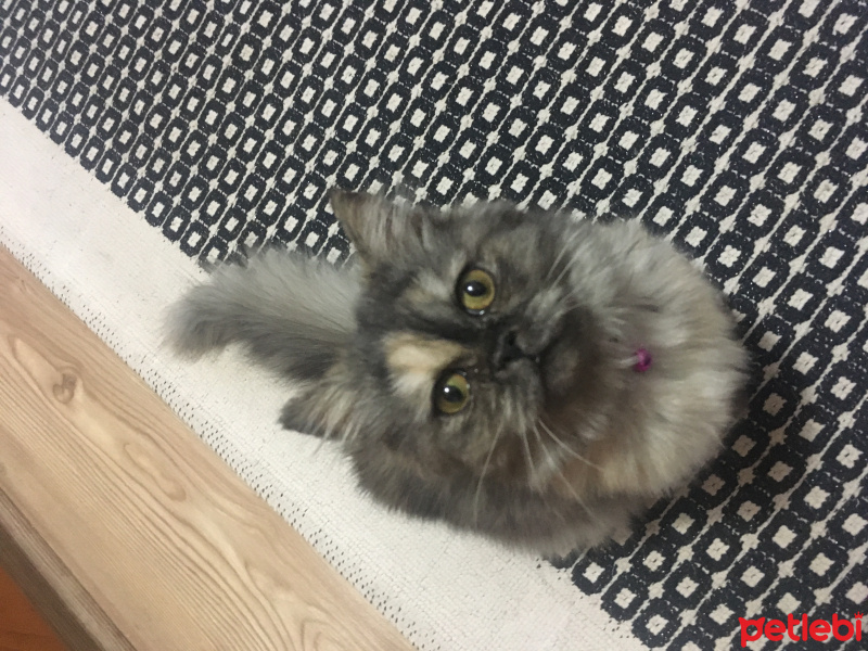 Chinchilla, Kedi  Çakıl fotoğrafı