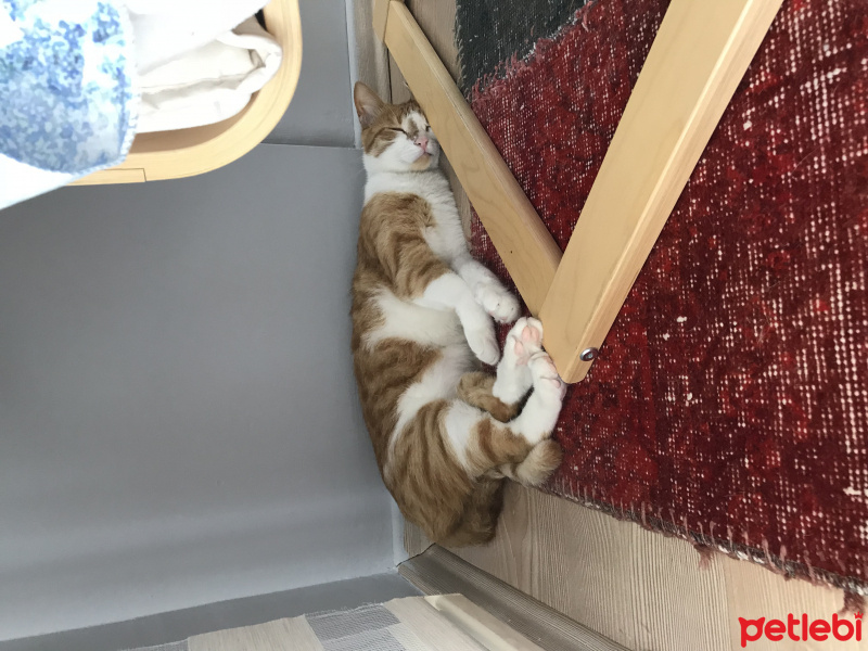 Sarman, Kedi  Mısır fotoğrafı