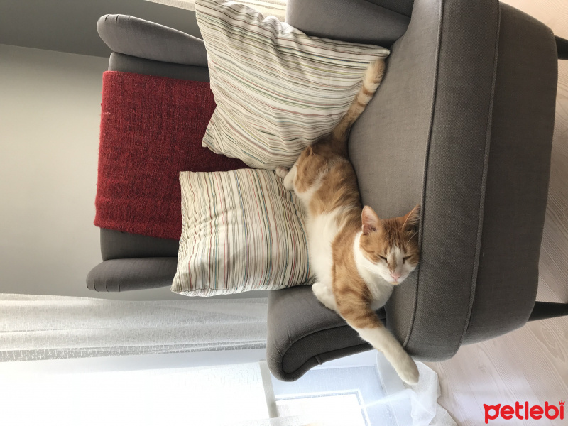 Sarman, Kedi  Mısır fotoğrafı