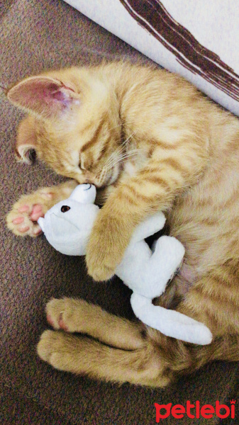 Sarman, Kedi  Mia fotoğrafı