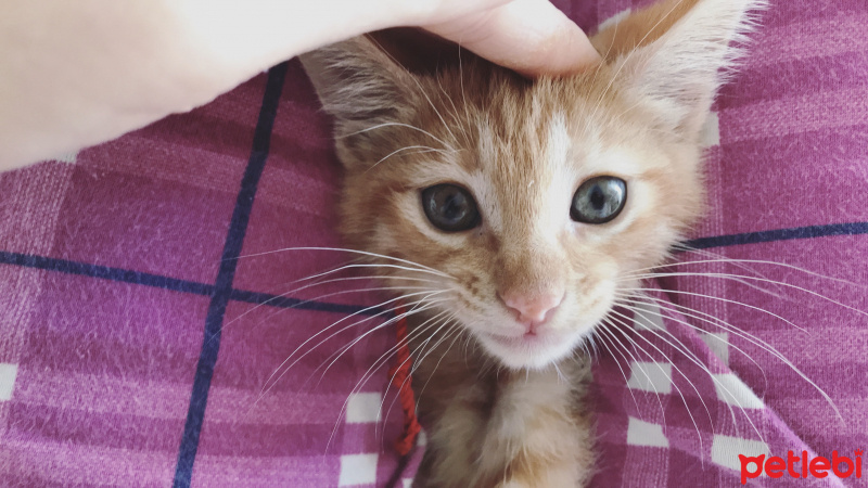 Sarman, Kedi  Mia fotoğrafı