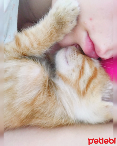 Sarman, Kedi  Mia fotoğrafı