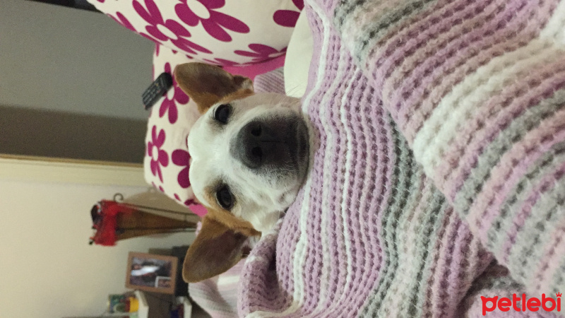 Jack Russell Terrier, Köpek  Maylo fotoğrafı