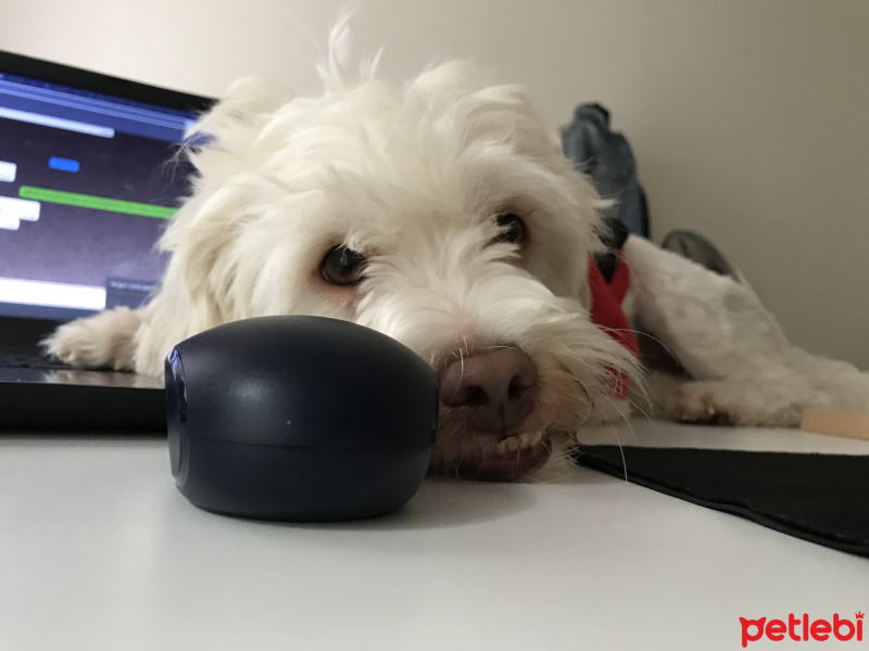 Maltese, Köpek  Köpük Bey fotoğrafı