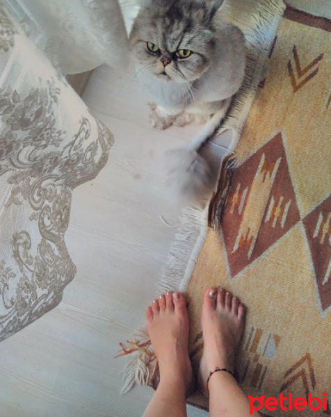 İran Kedisi (Persian), Kedi  Bernard fotoğrafı