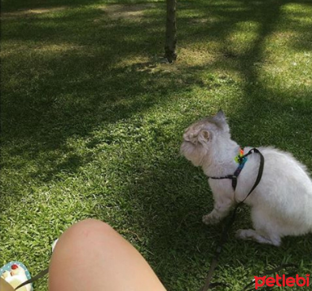 İran Kedisi (Persian), Kedi  Bernard fotoğrafı