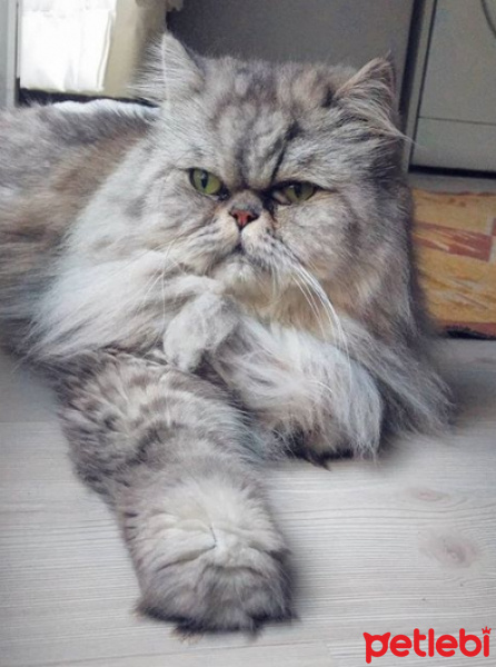 İran Kedisi (Persian), Kedi  Bernard fotoğrafı