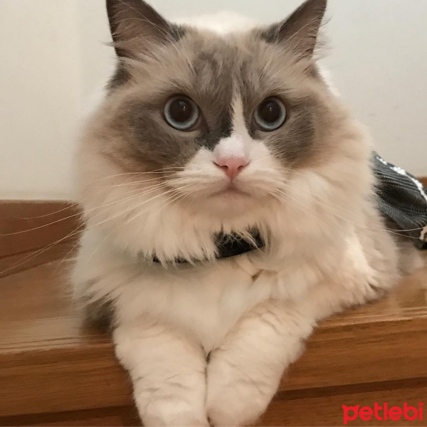 Birman, Kedi  Mia fotoğrafı
