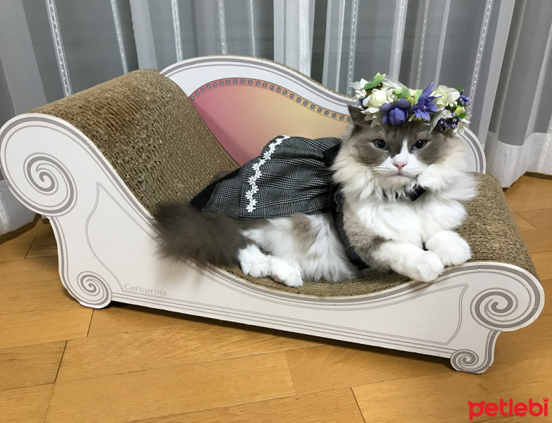 Birman, Kedi  Mia fotoğrafı