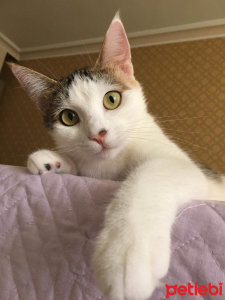 Tekir Kedi, Kedi  Pipet fotoğrafı