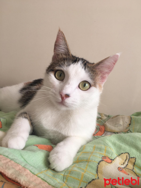 Tekir Kedi, Kedi  Pipet fotoğrafı