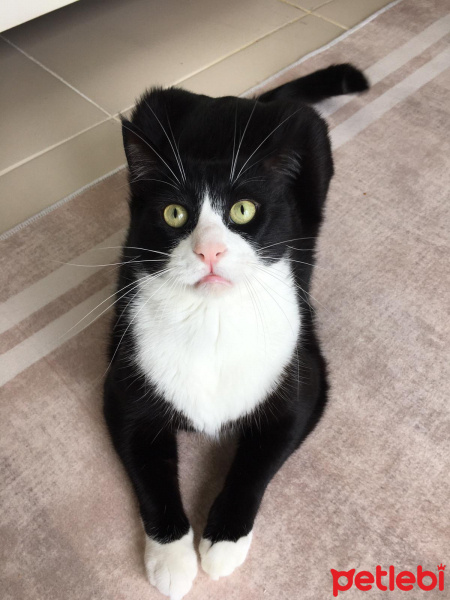 Tekir Kedi, Kedi  Pipet fotoğrafı