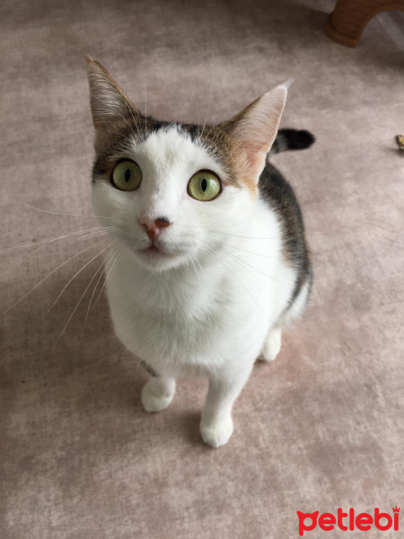 Tekir Kedi, Kedi  Pipet fotoğrafı