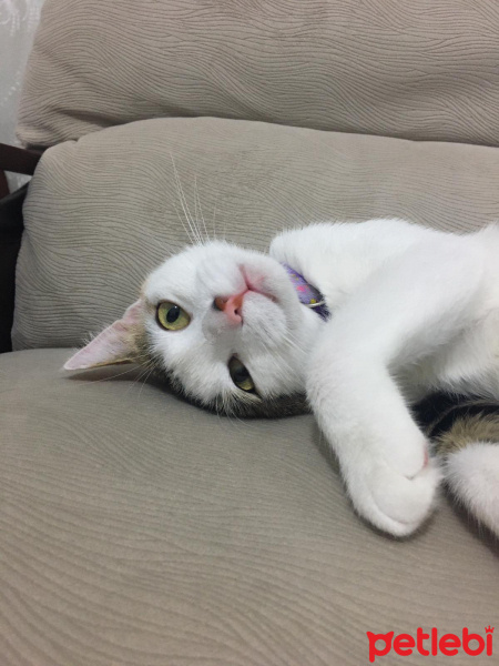 Tekir Kedi, Kedi  Pipet fotoğrafı