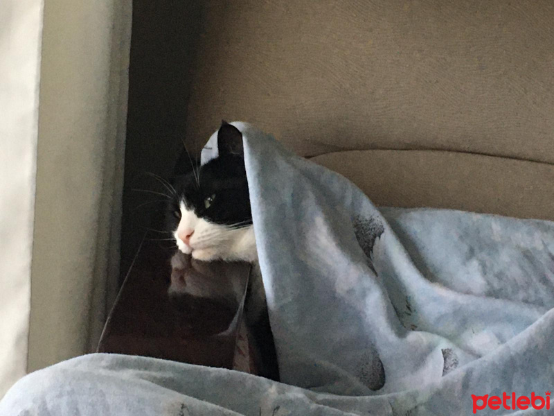 Tekir Kedi, Kedi  Pipet fotoğrafı