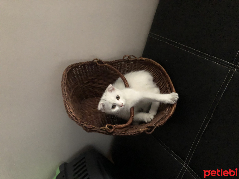 Scottish Fold, Kedi  Elsa fotoğrafı