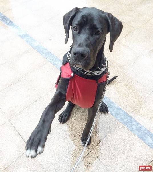 Great Dane (Danua), Köpek  Dalton fotoğrafı