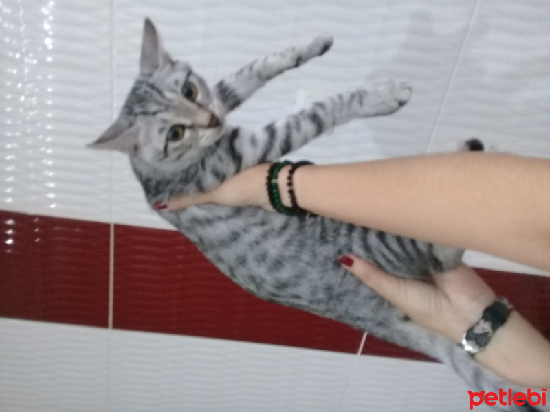 Soke, Kedi  Viskas fotoğrafı